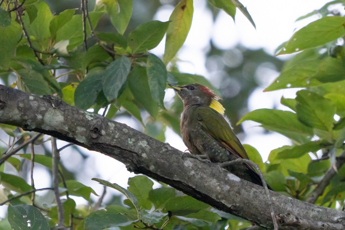 Lesser Yellownape - ML640342139