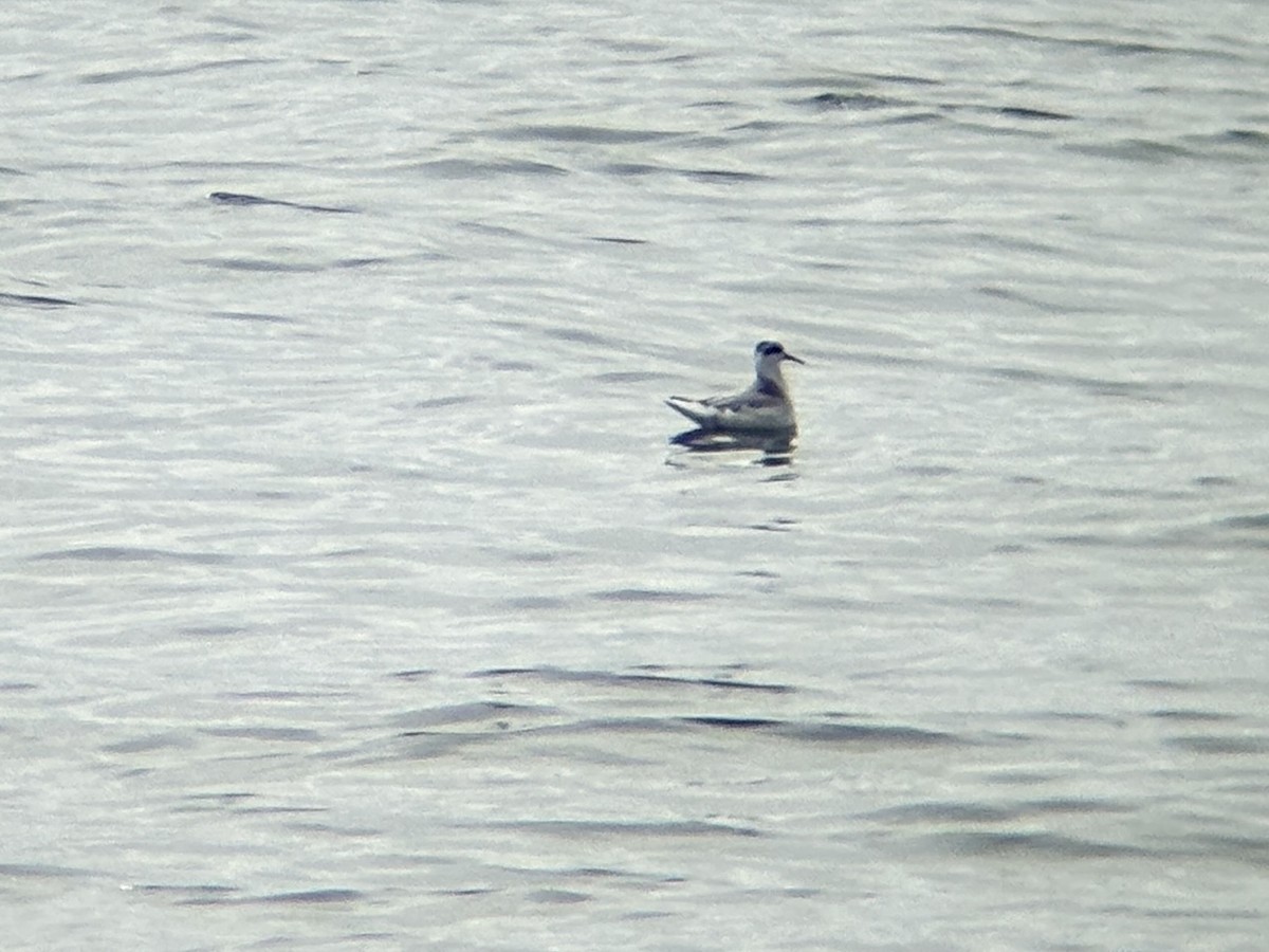 Red Phalarope - ML640342196