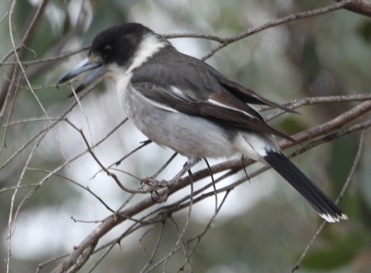 Gray Butcherbird - ML640342262