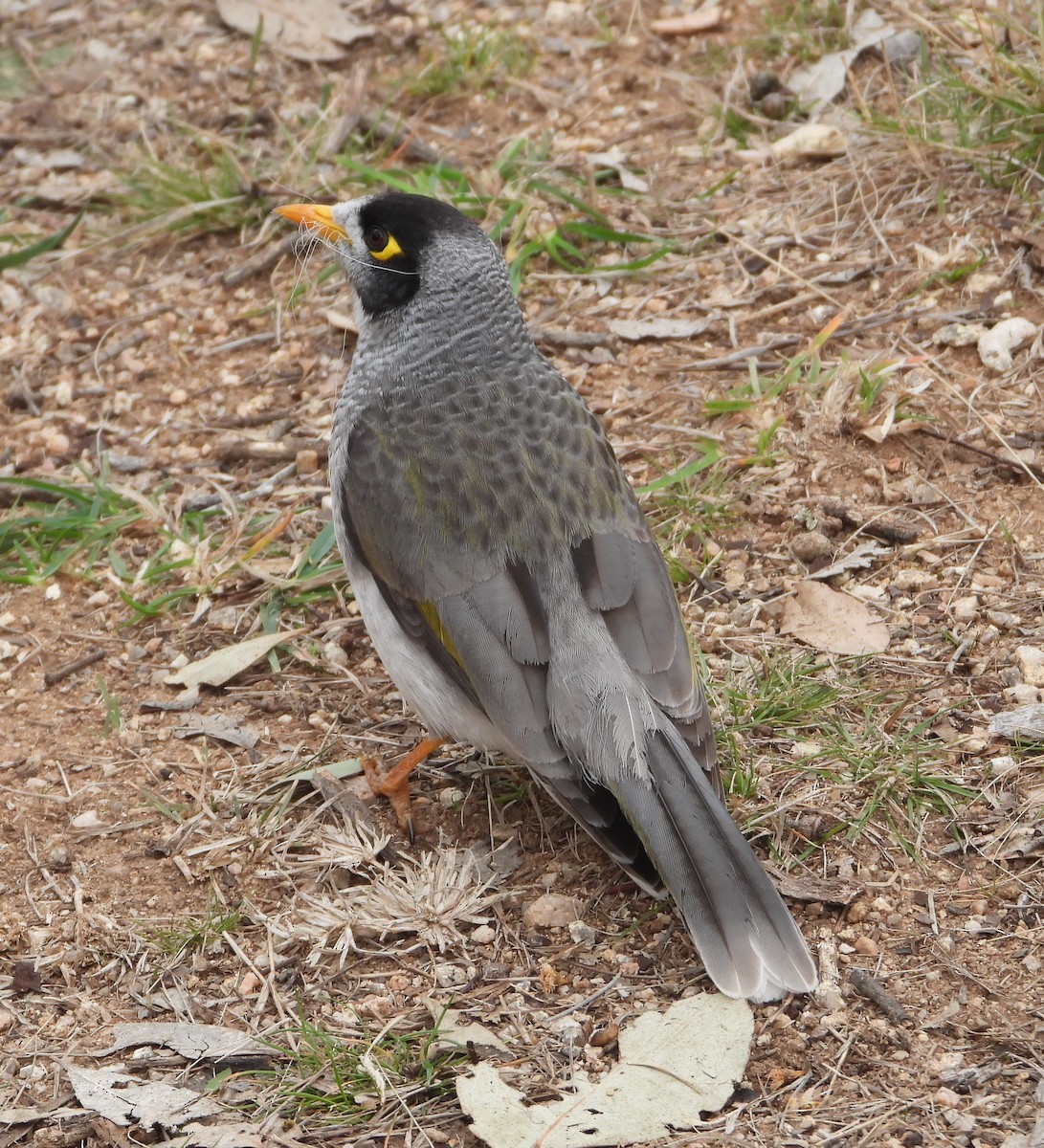 Noisy Miner - ML640342267