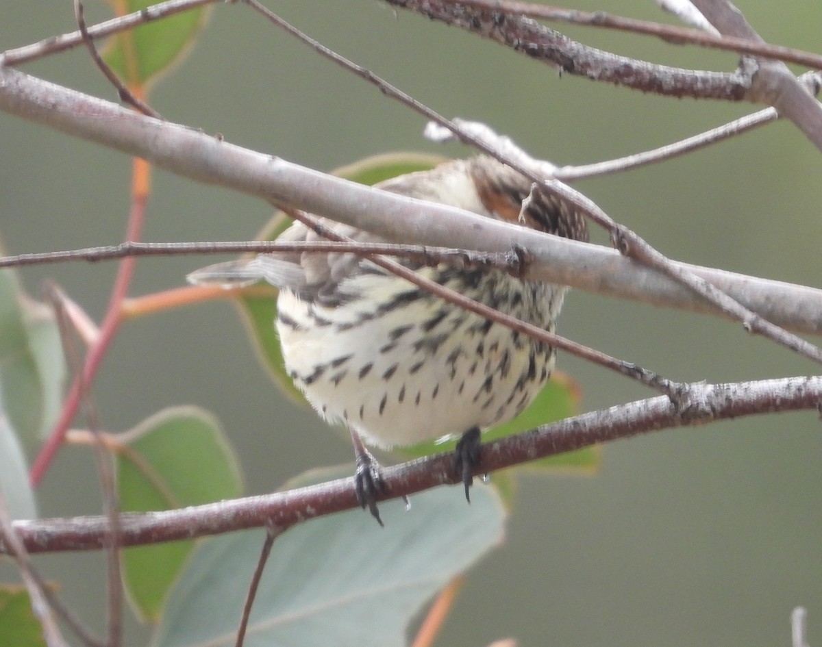Speckled Warbler - ML640342271