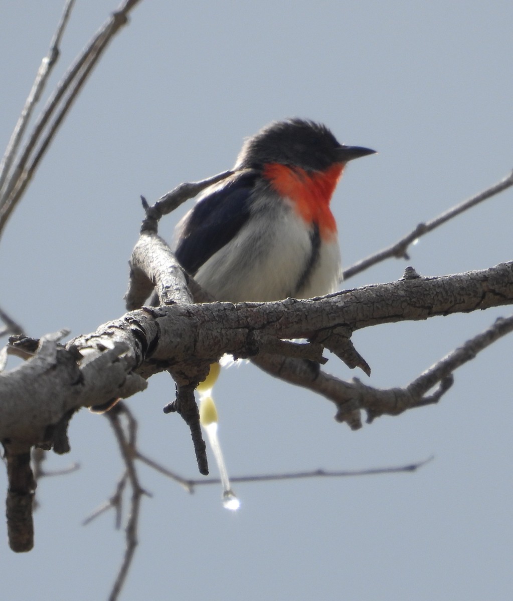 Mistletoebird - ML640342273