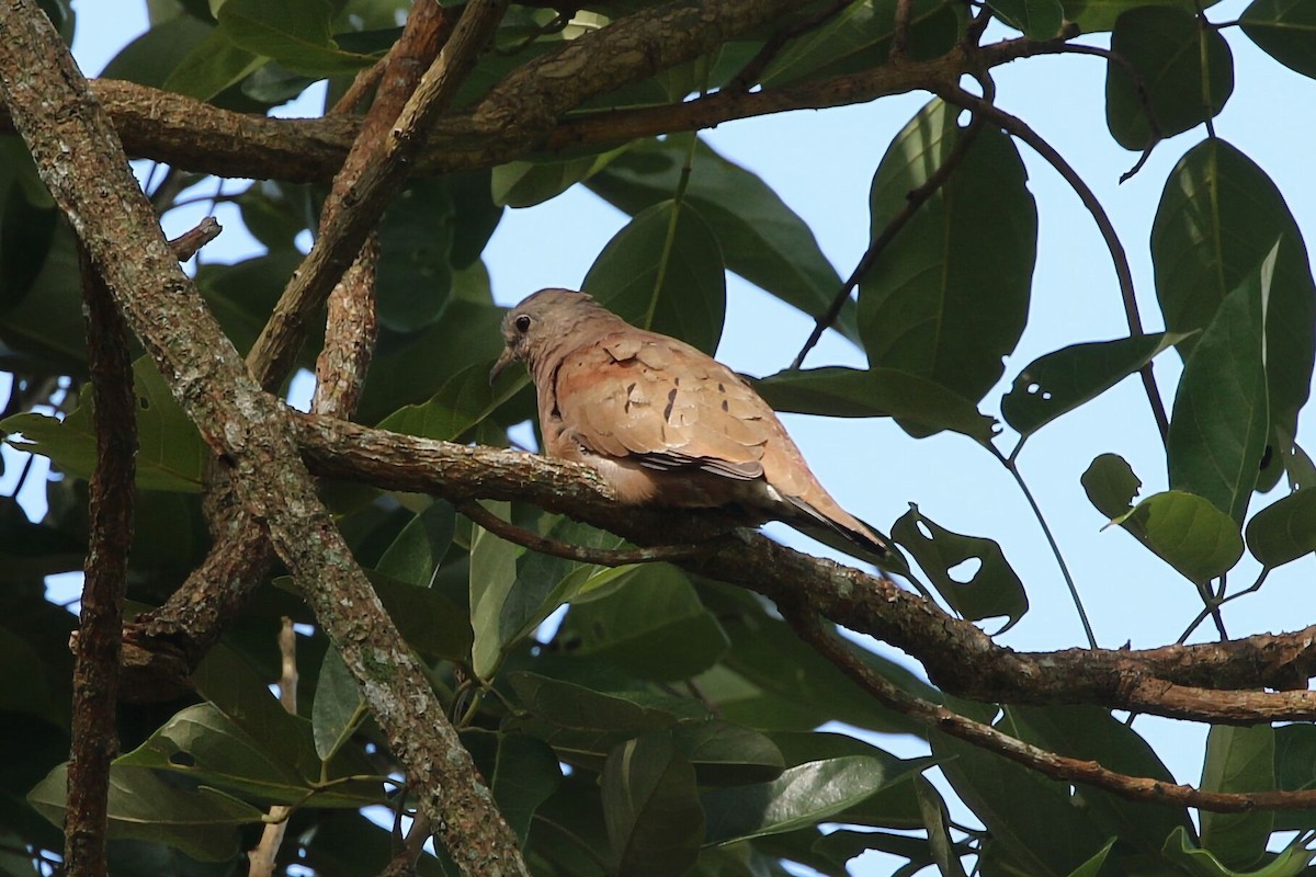 Ruddy Ground Dove - ML640342274
