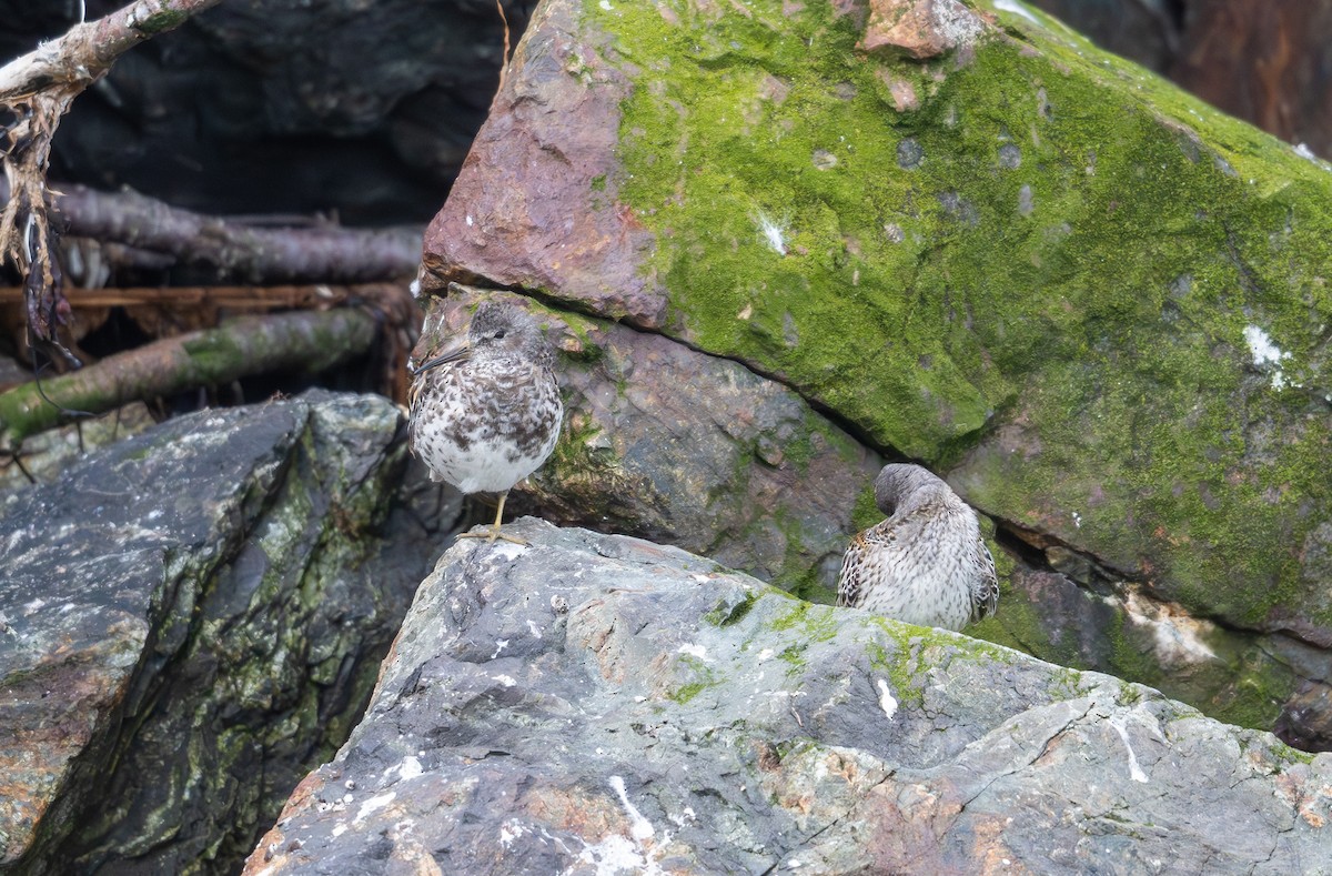 jespák pobřežní - ML640342289