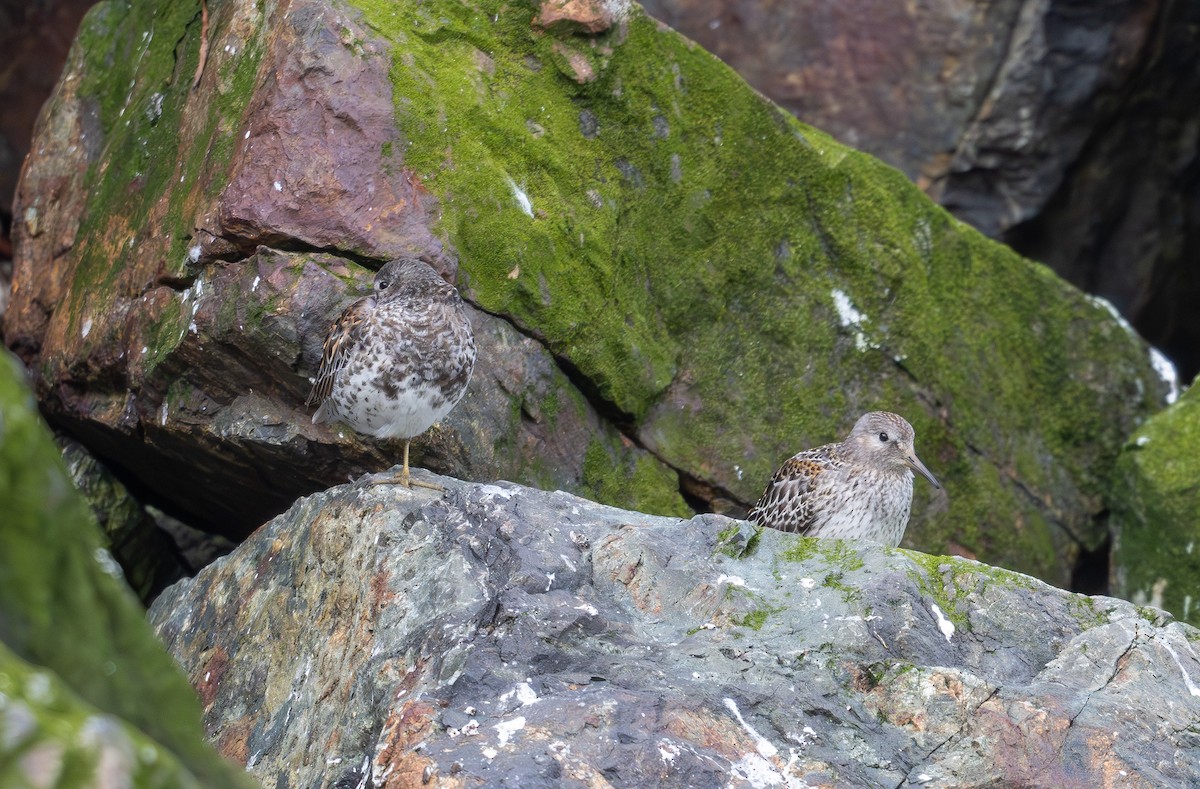 jespák pobřežní - ML640342290