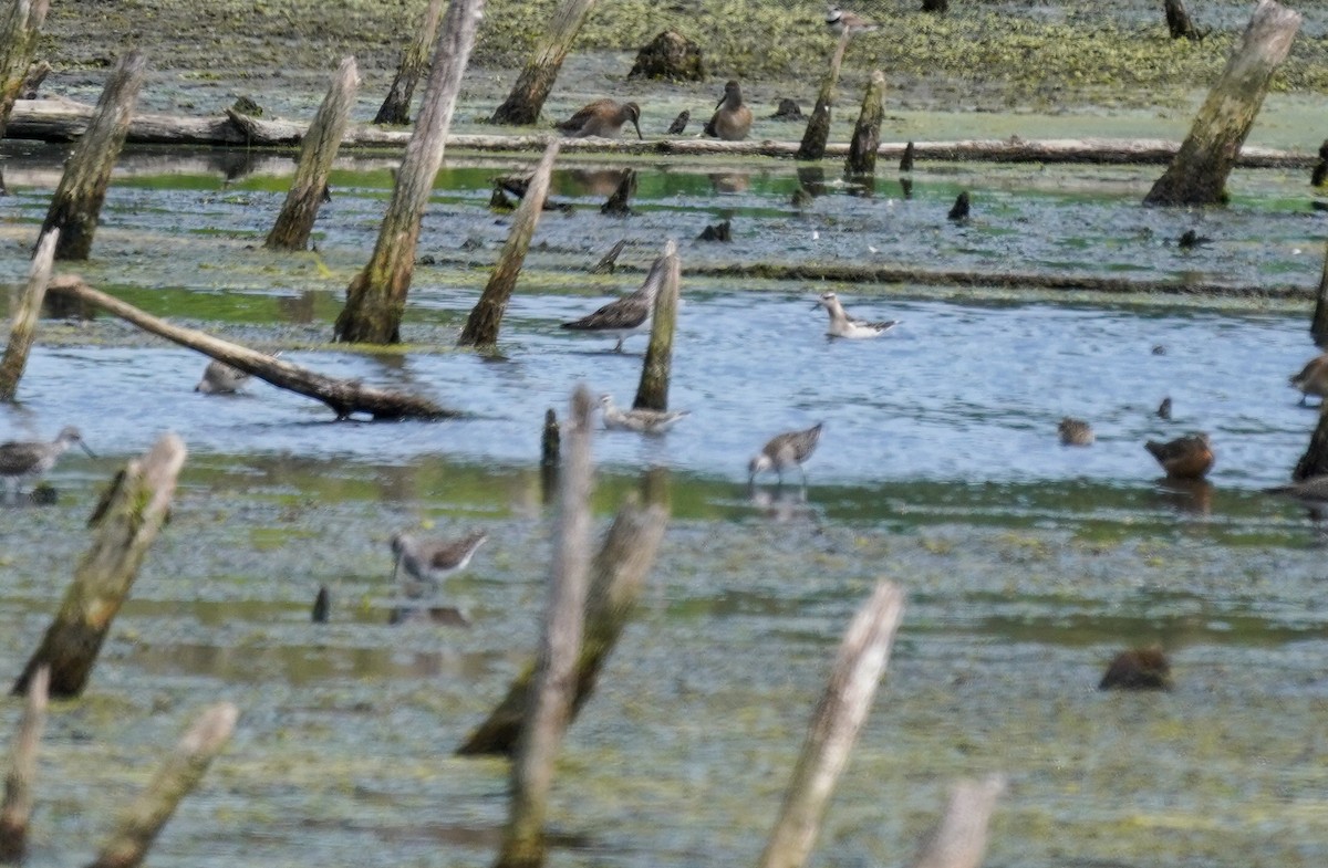 Red Phalarope - ML640342341