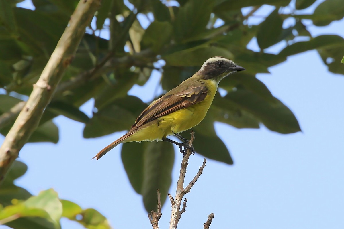 Social Flycatcher - ML640342410