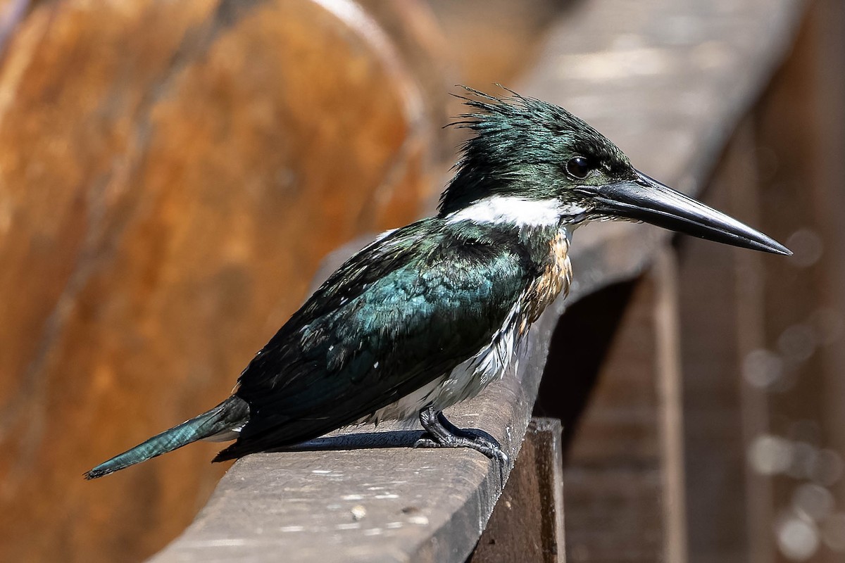 Amazon Kingfisher - ML640342451
