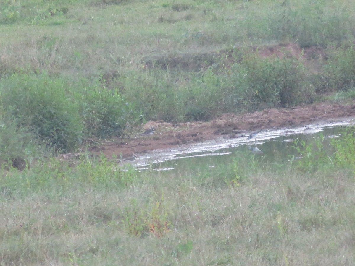 Lesser Yellowlegs - ML640342474