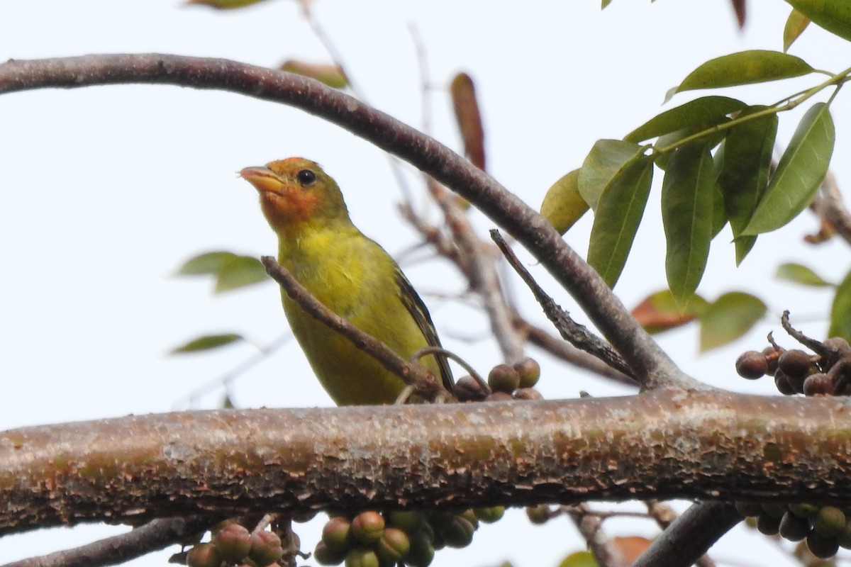 Western Tanager - ML640342479