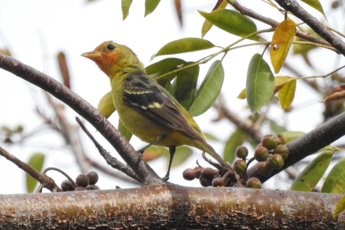 Western Tanager - ML640342480