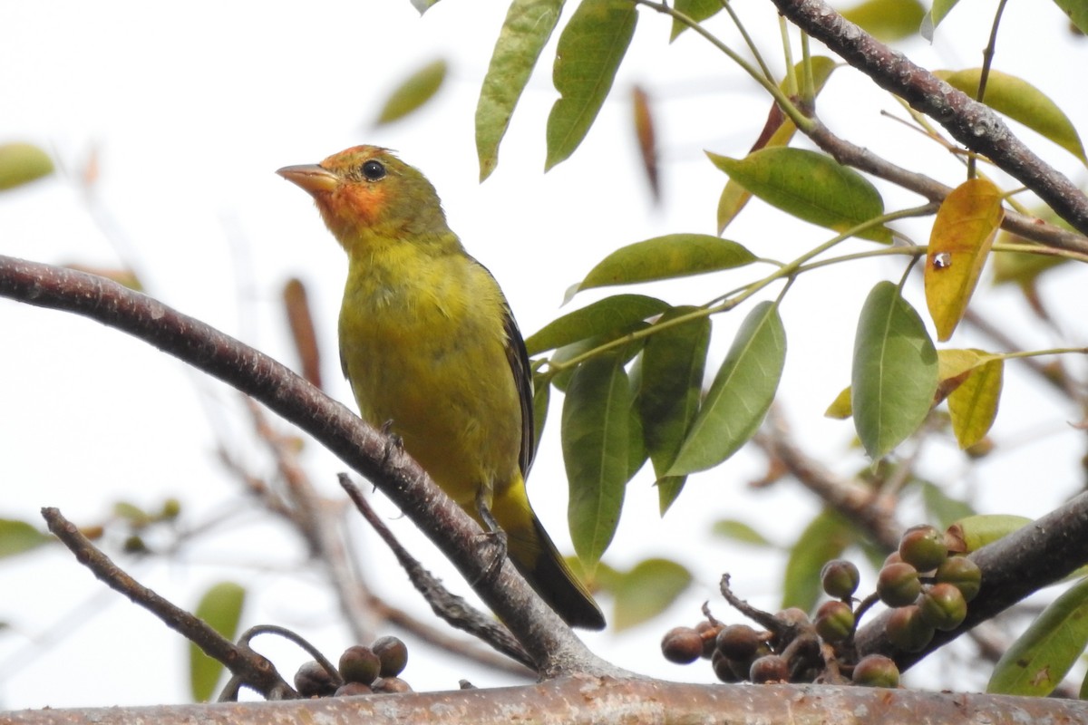 Western Tanager - ML640342481