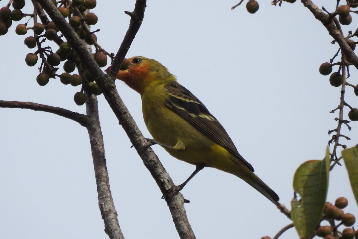 Western Tanager - ML640342483