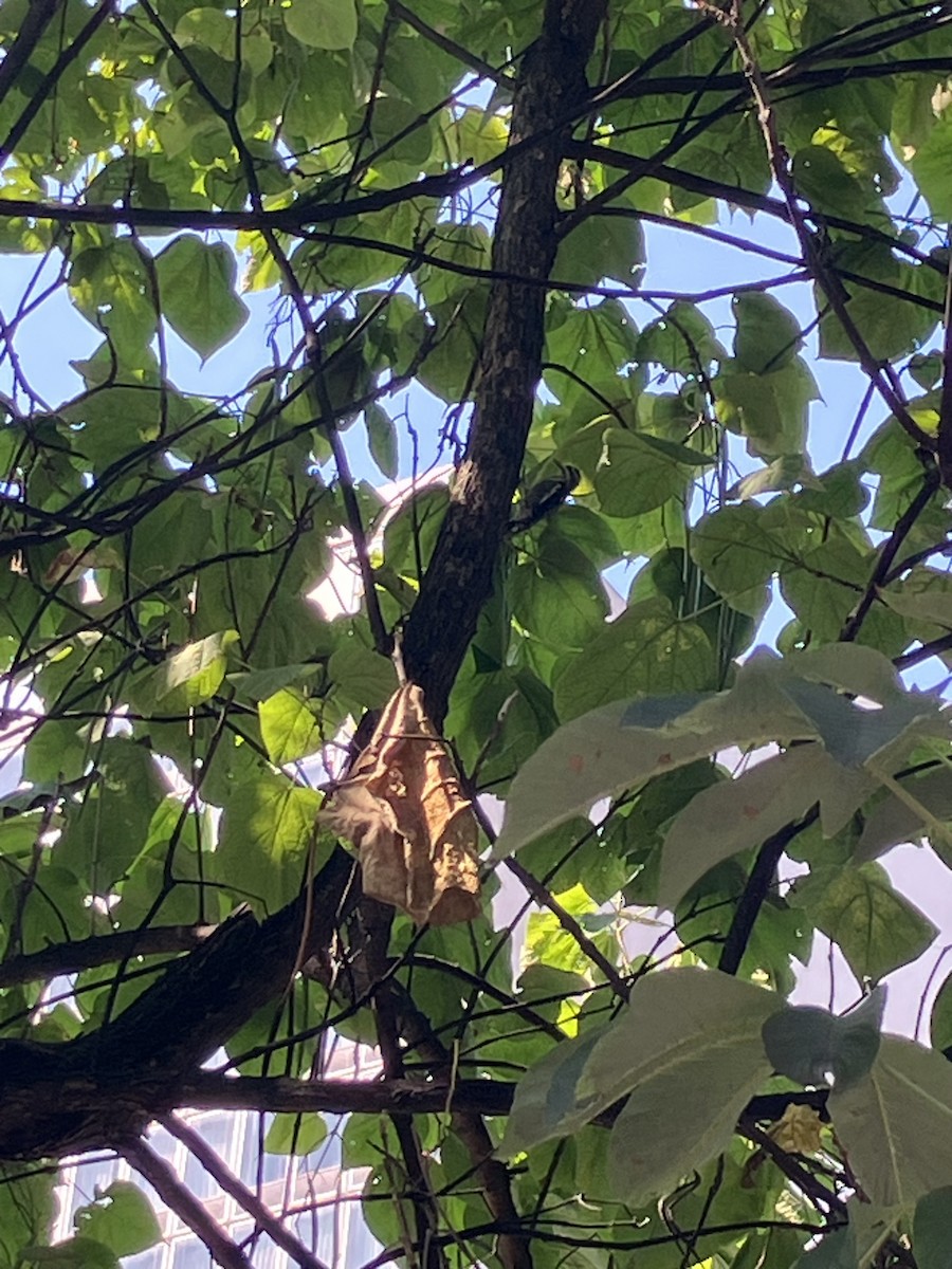 Yellow-bellied Sapsucker - ML640342507