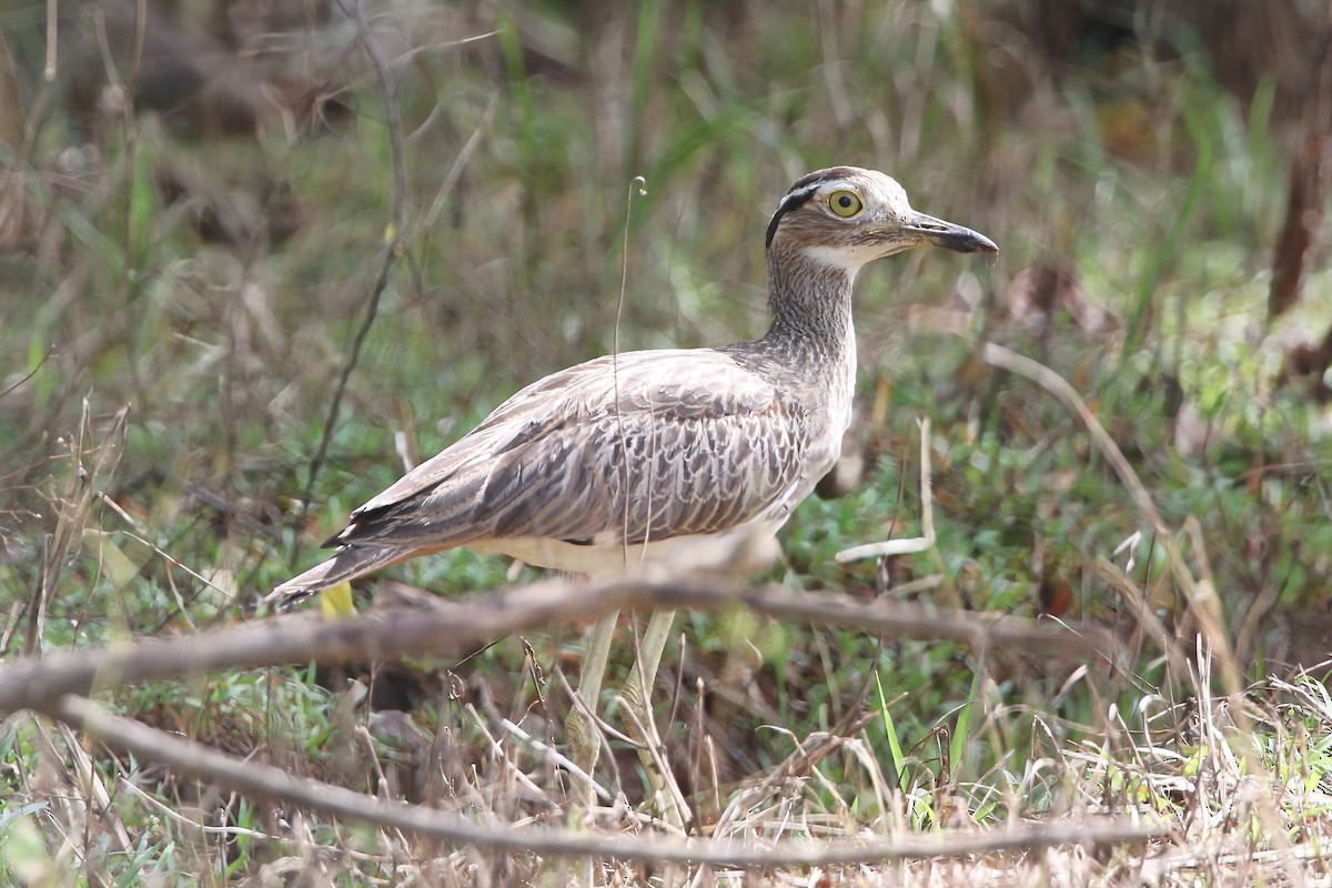 Double-striped Thick-knee - ML640342557
