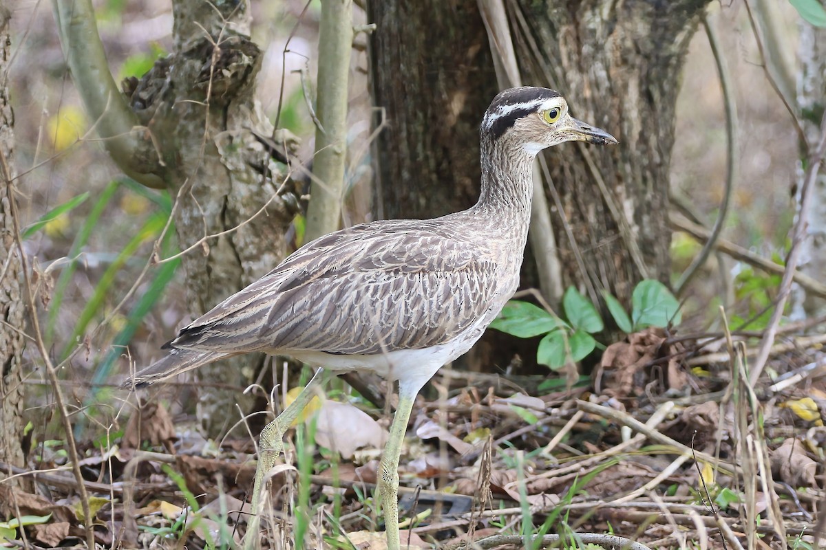 Double-striped Thick-knee - ML640342559