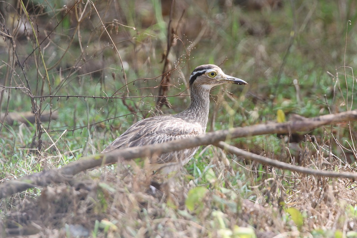 Double-striped Thick-knee - ML640342560
