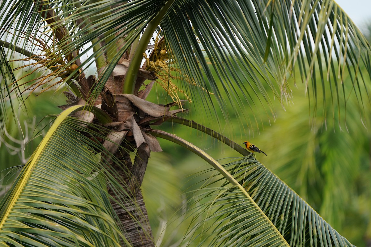 Streak-backed Oriole - ML640342567