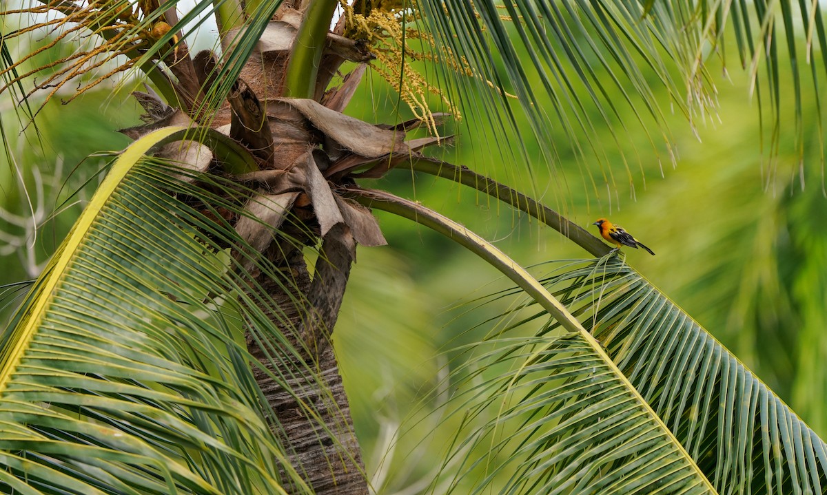 Streak-backed Oriole - ML640342568