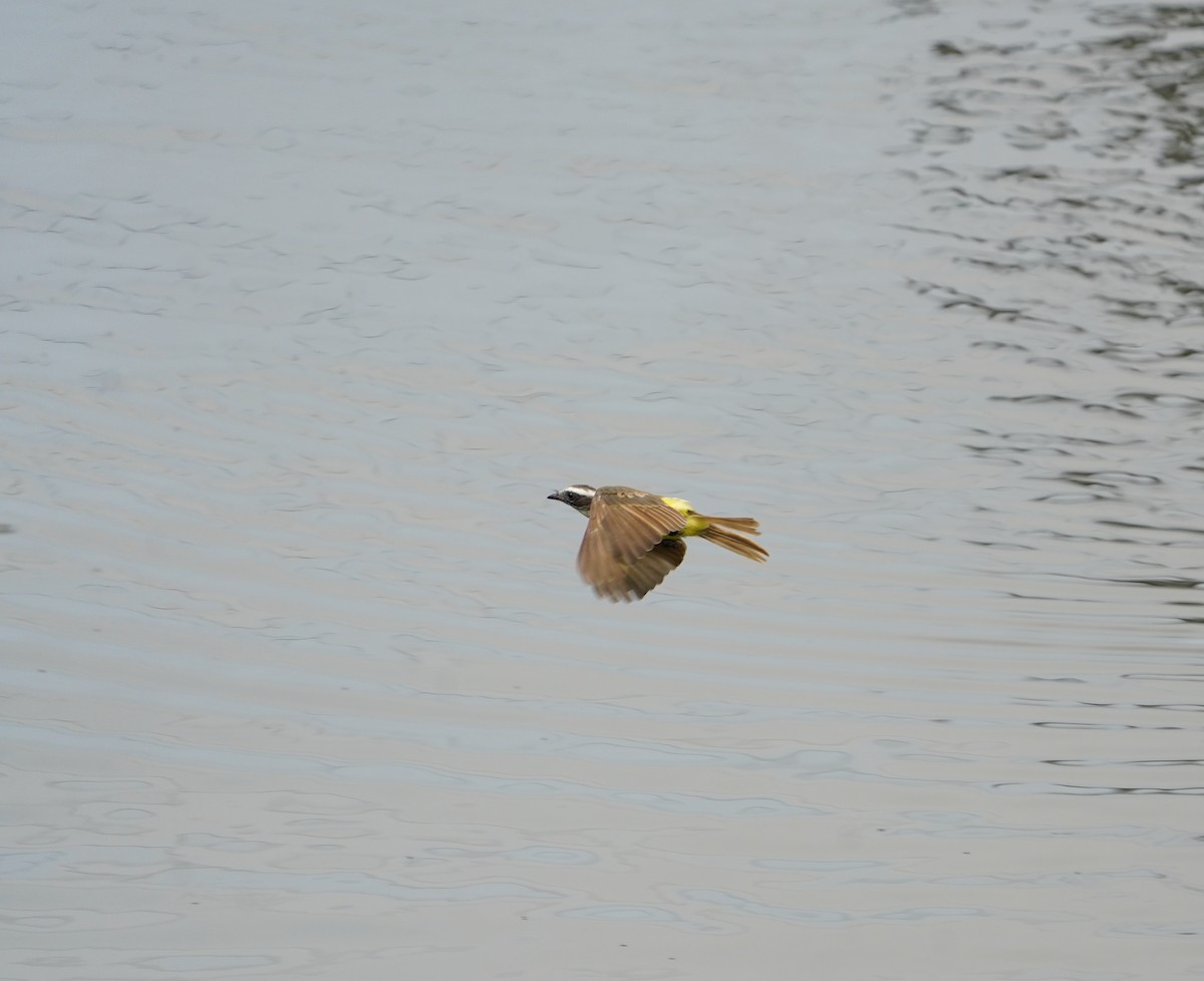 Social Flycatcher - ML640342594