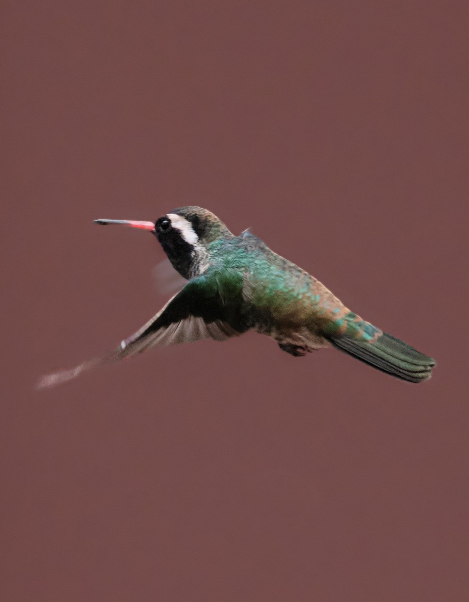 White-eared Hummingbird - ML640342631