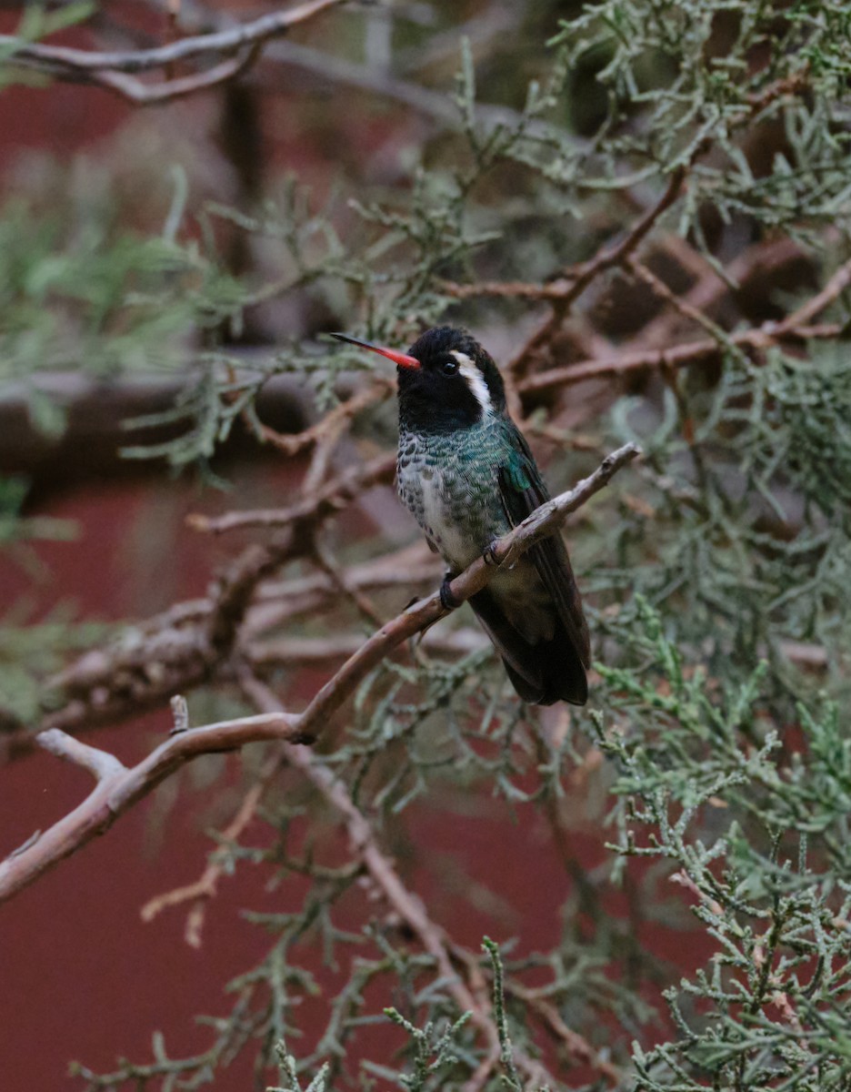 White-eared Hummingbird - ML640342632