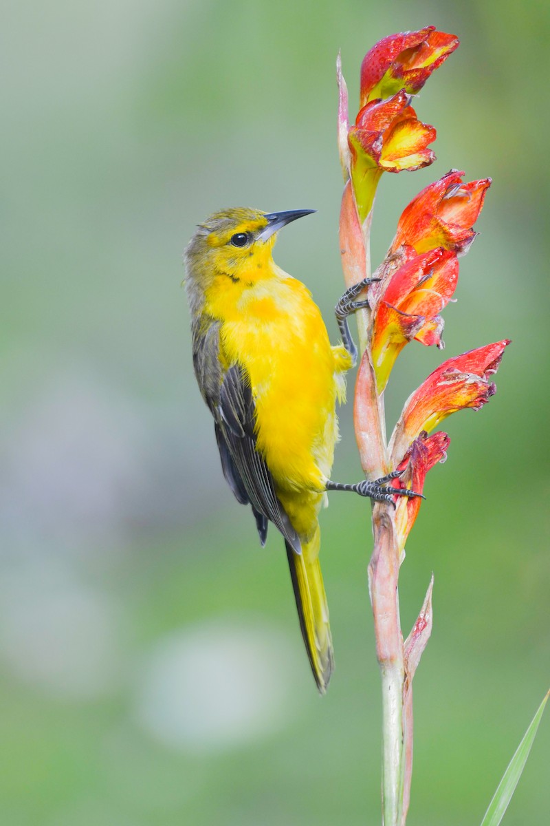 Black-vented Oriole - ML640342653