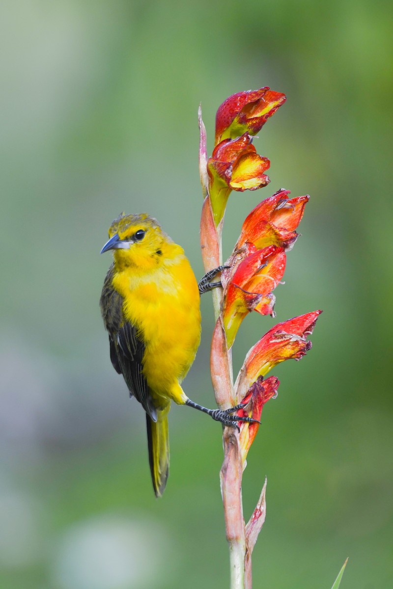 Black-vented Oriole - ML640342654