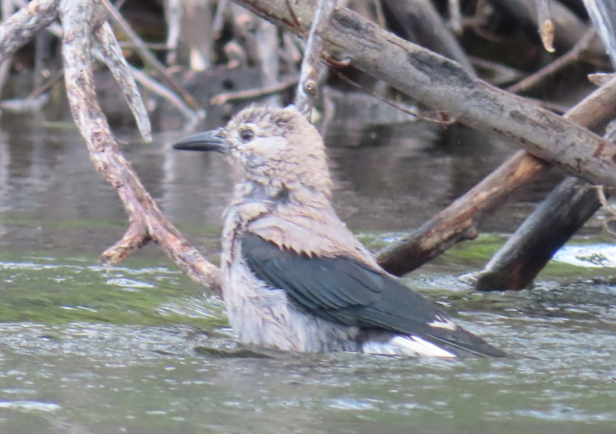 Clark's Nutcracker - ML640342668