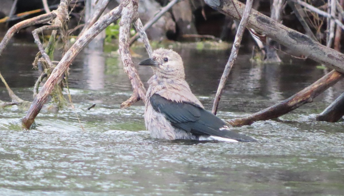 Clark's Nutcracker - ML640342669