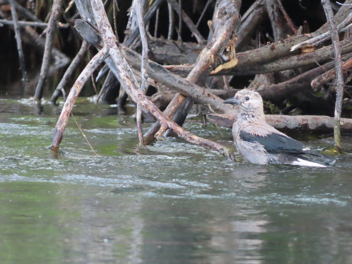 Clark's Nutcracker - ML640342670