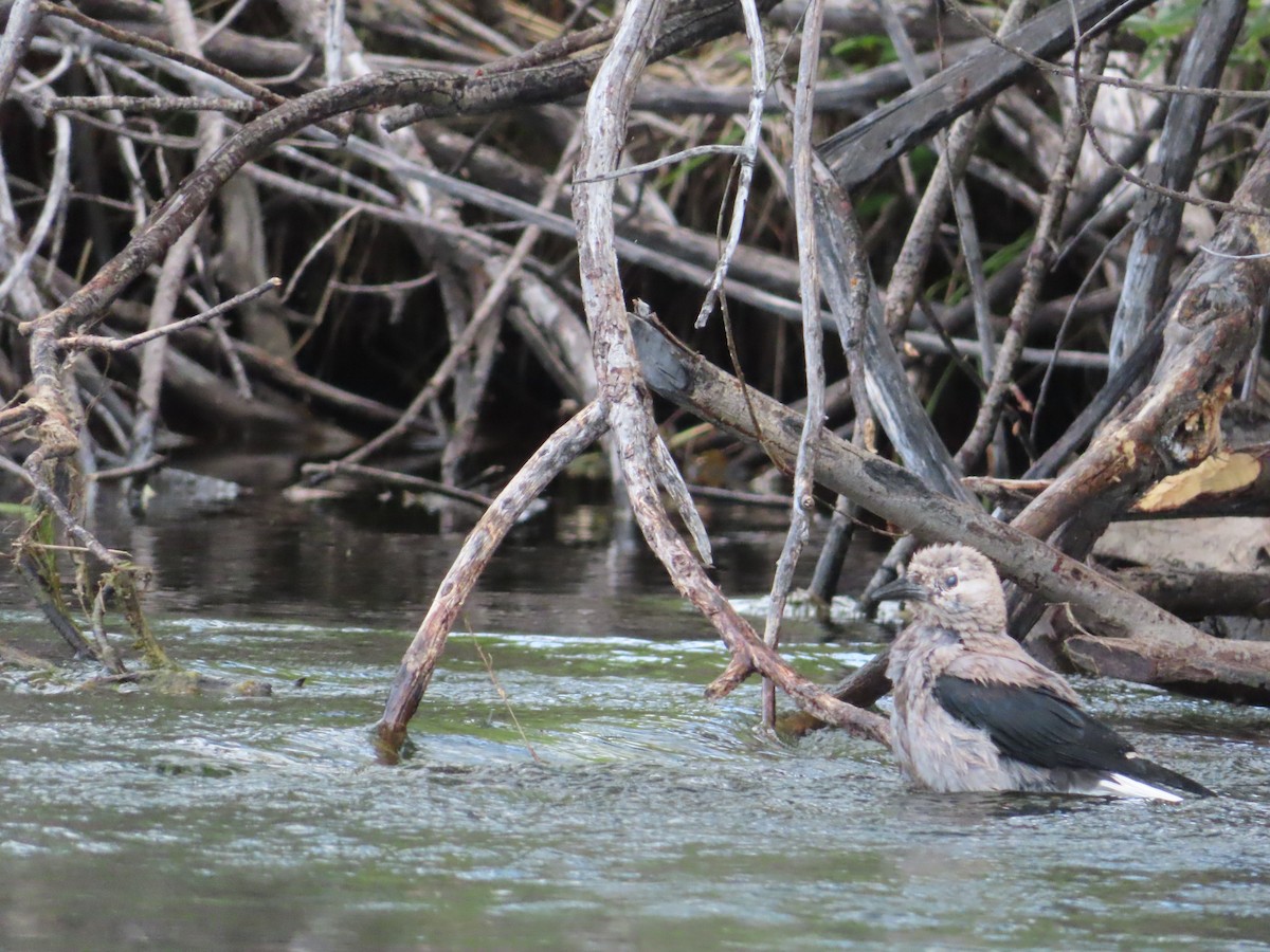 Clark's Nutcracker - ML640342671