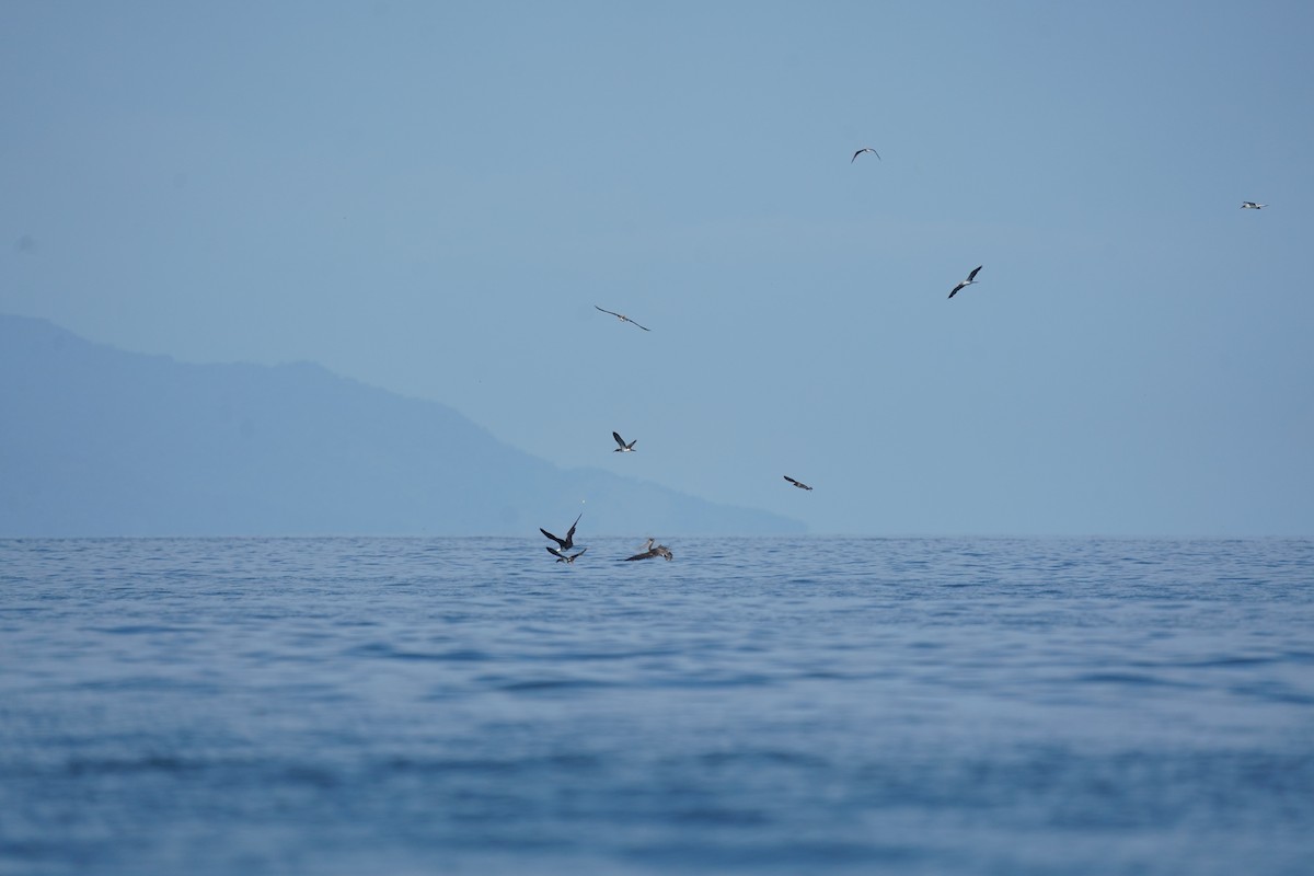 Blue-footed Booby - ML640342672