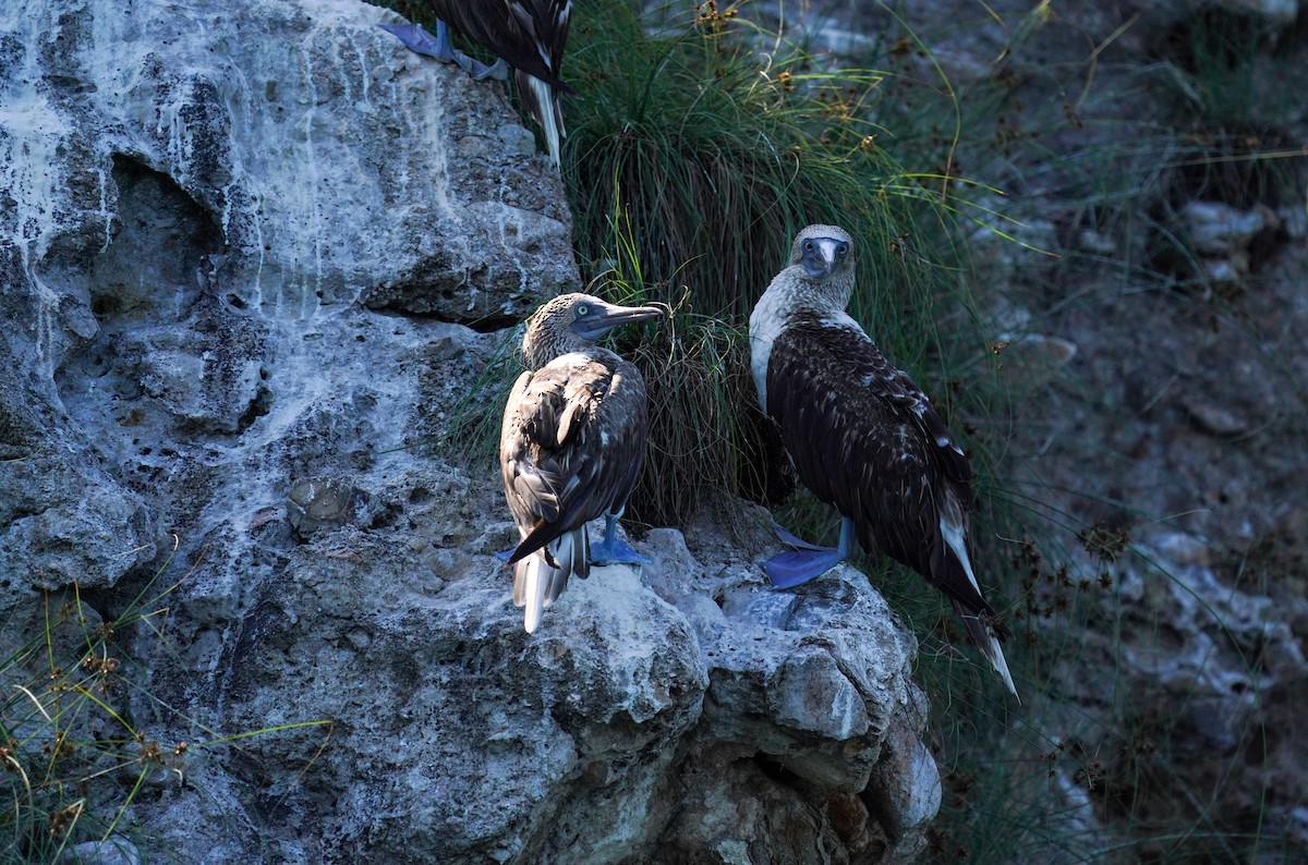 Blue-footed Booby - ML640342676