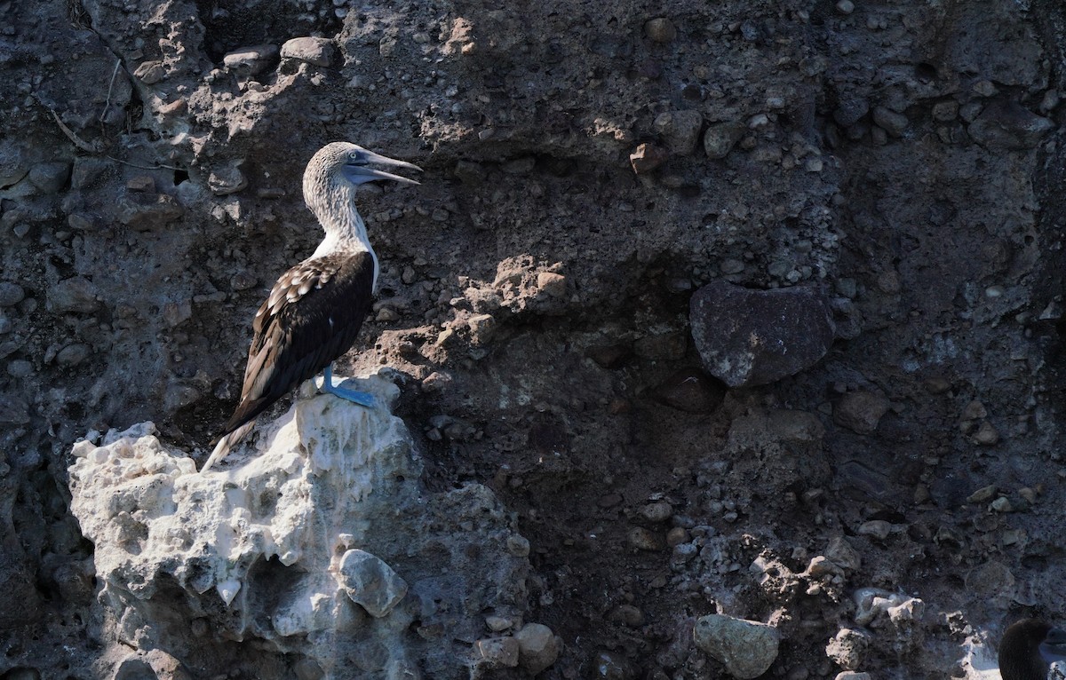 Blue-footed Booby - ML640342678