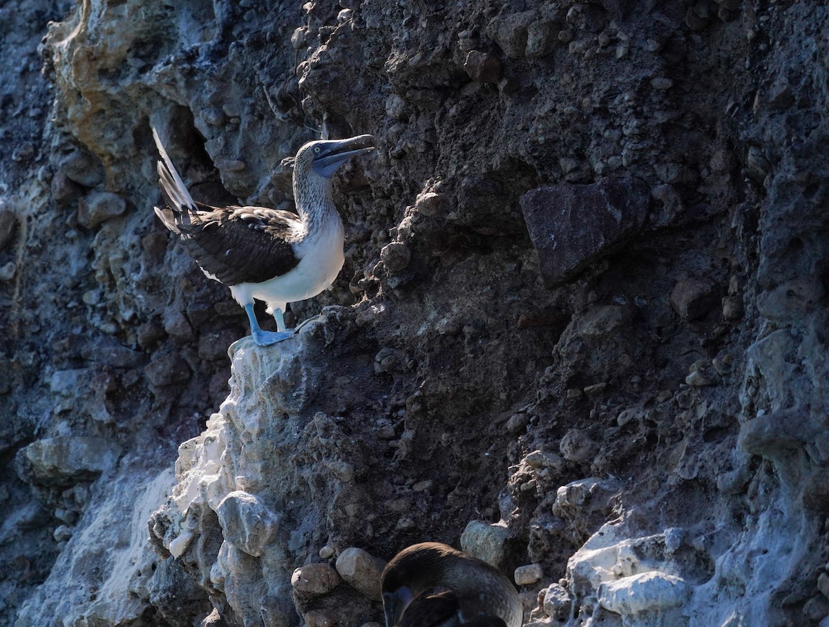 Blue-footed Booby - ML640342681