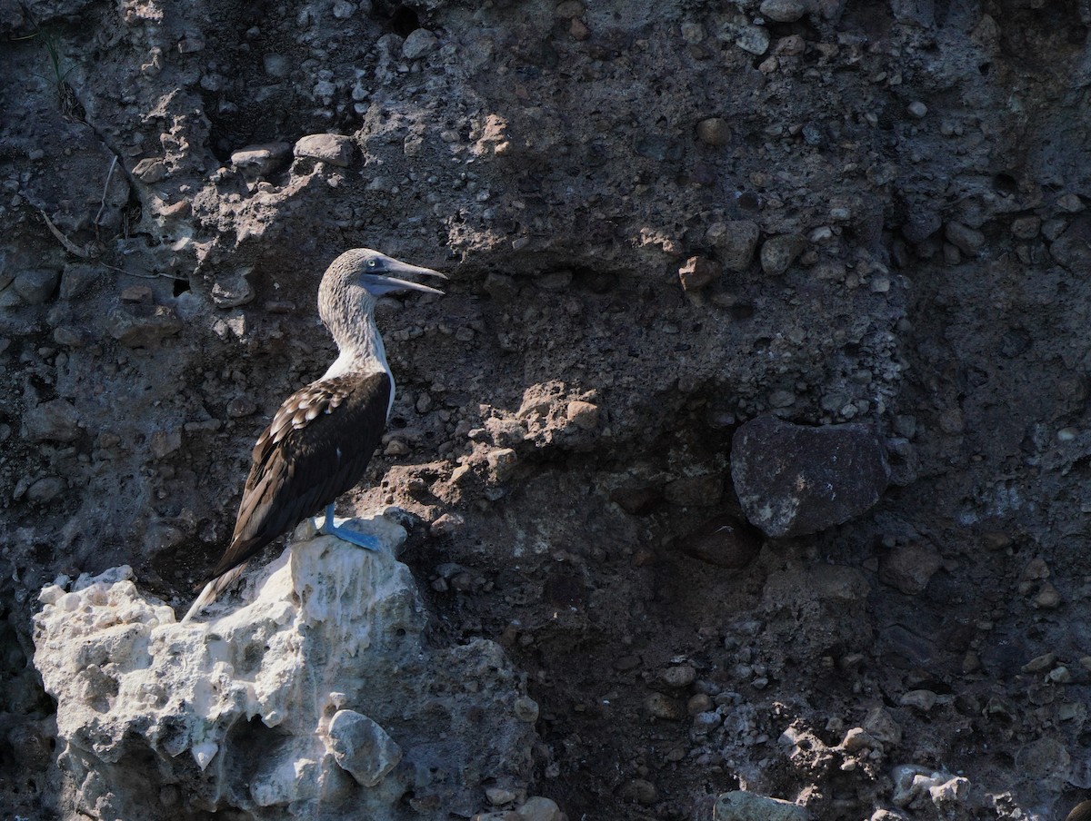 Blue-footed Booby - ML640342682