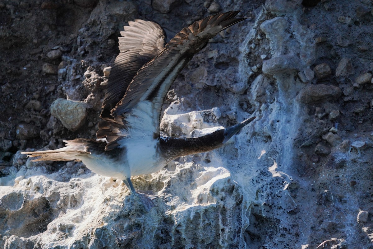 Blue-footed Booby - ML640342683