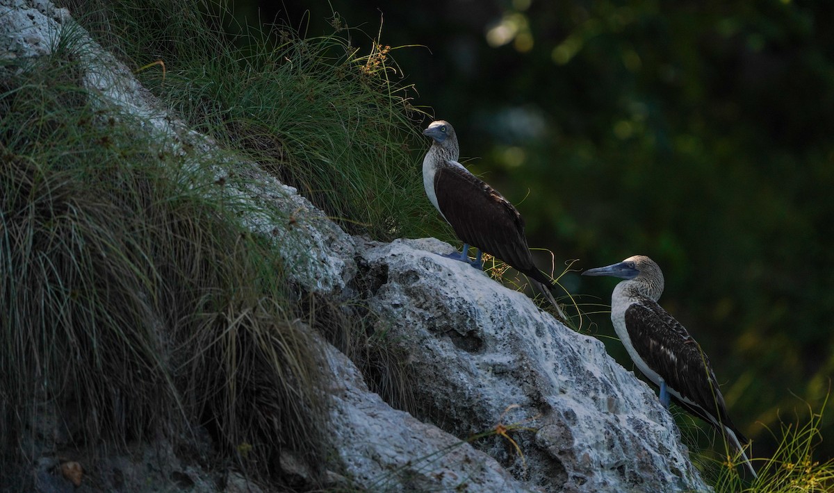 Blue-footed Booby - ML640342684