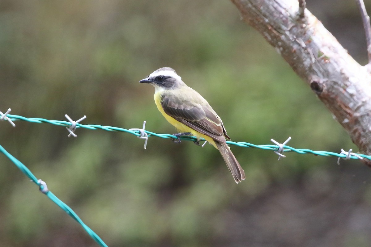 Social Flycatcher - ML640342685