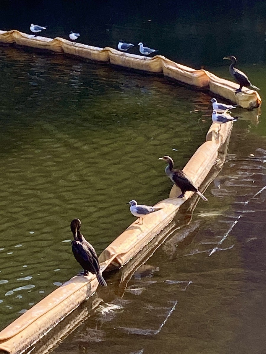 Double-crested Cormorant - ML640342690