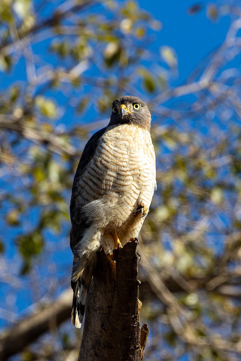 Roadside Hawk - ML640342700