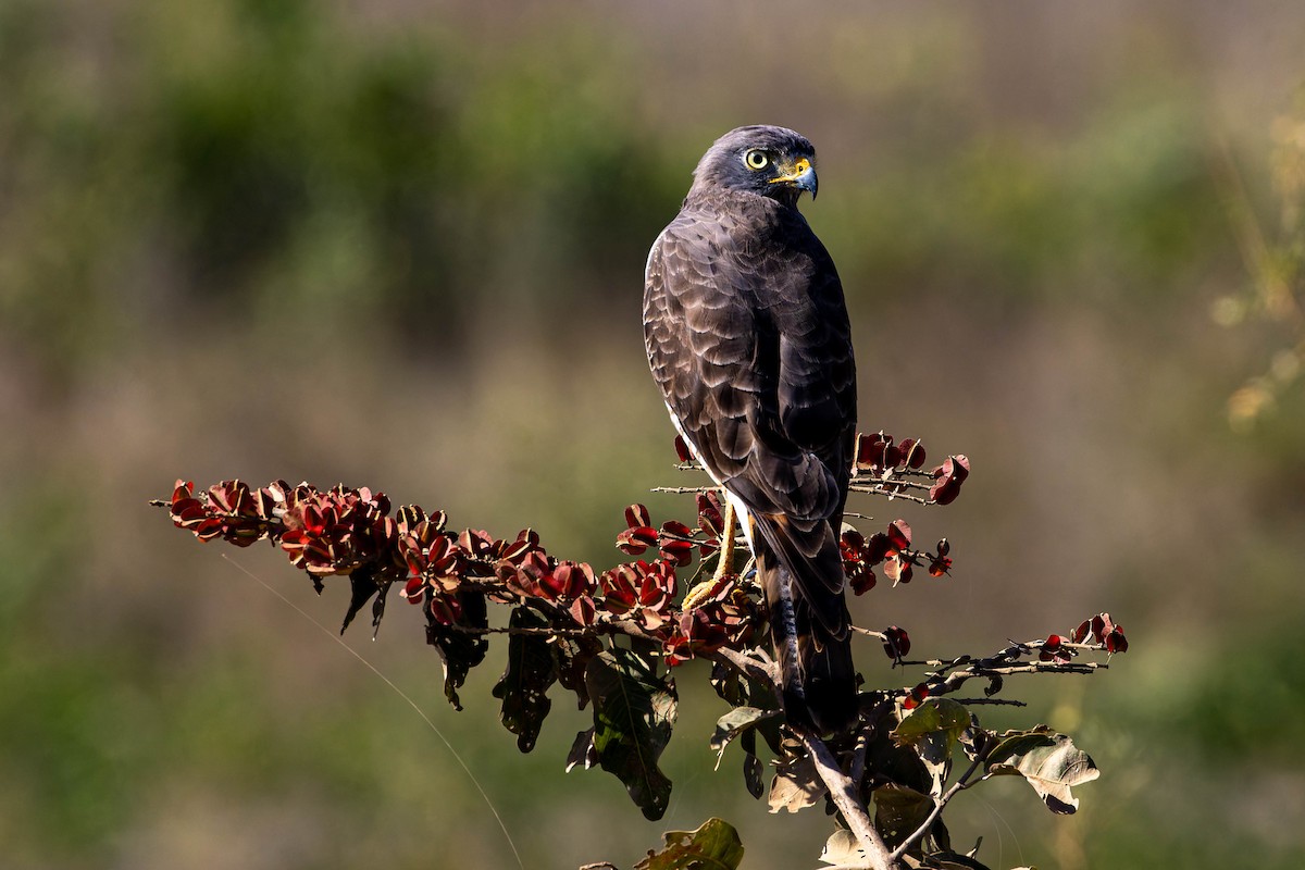 Roadside Hawk - ML640342701