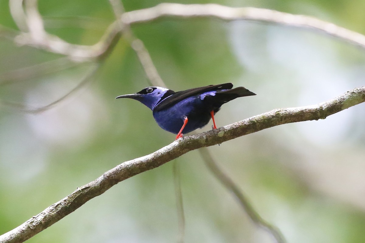 Red-legged Honeycreeper - ML640342723