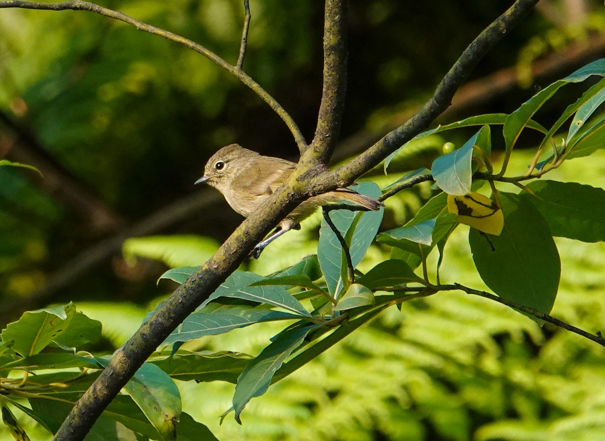 Yellow-browed Tit - ML640342734