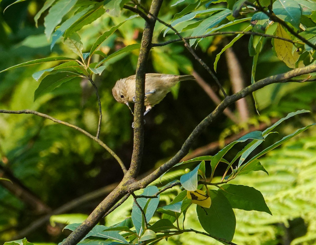 Yellow-browed Tit - ML640342735