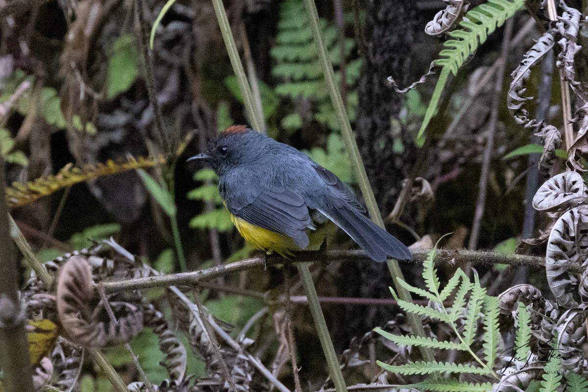 Slate-throated Redstart - ML640342750