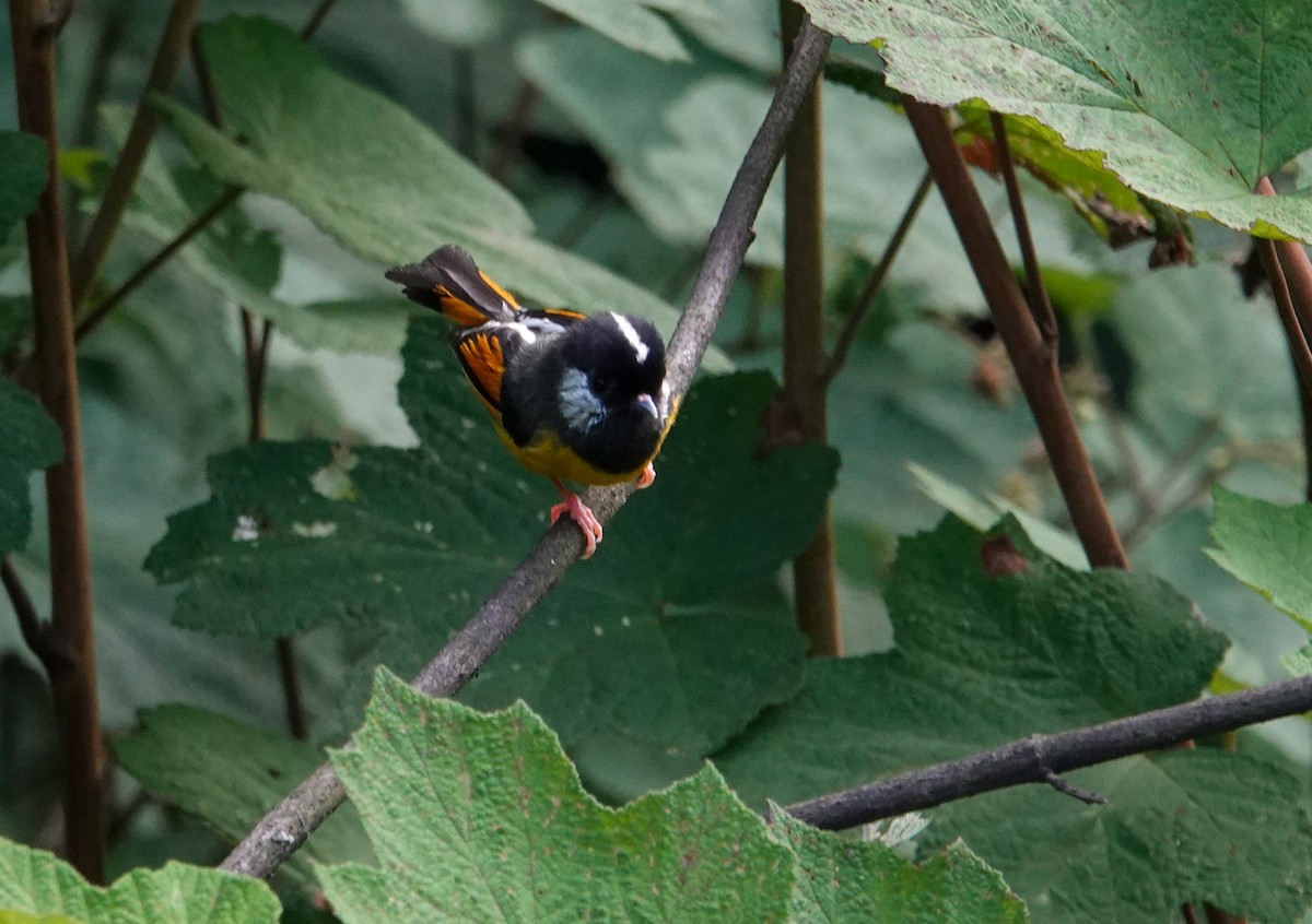 Golden-breasted Fulvetta - ML640342756