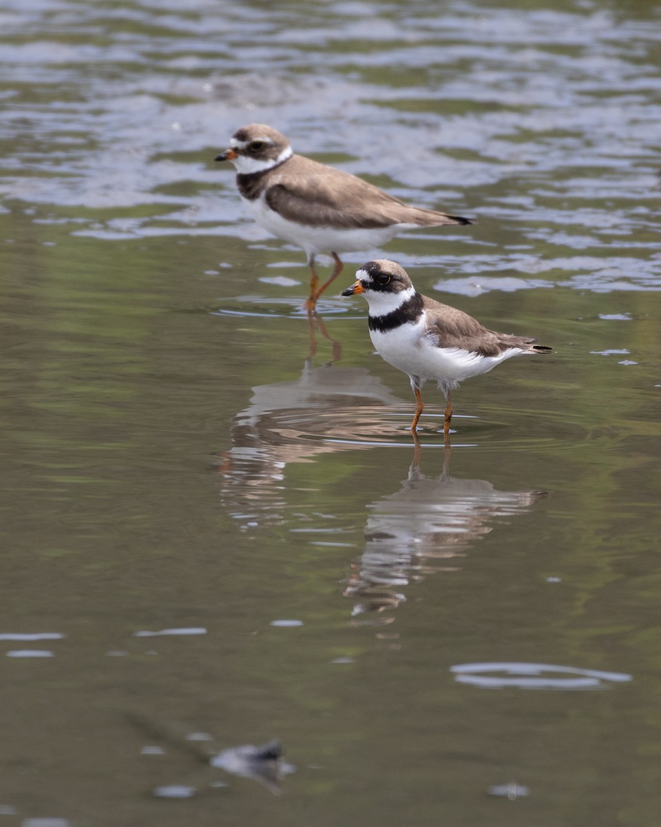 Semipalmated Plover - ML640342759