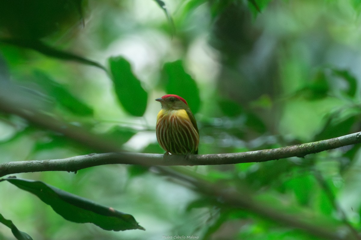 rødstripemanakin - ML640342819